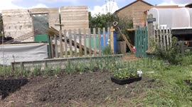 Gardener planting vegetables on allotment