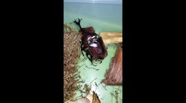 Rhino beetles' private mating scene