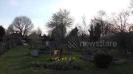 Sunset across allotment gardening showing daffodils and spring colour/flower