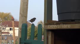Robin on a gate