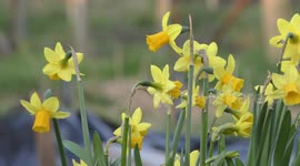 Daffodils