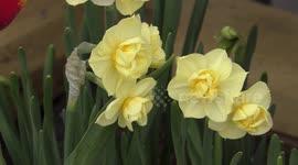 Daffodils close up