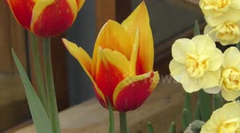 Tulips and daffodils