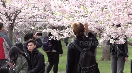 Crowds of people and photographers turn out at Toronto park for the spring cherry blossoms now in full bloom in the city