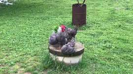 5-2019 Barred Rock Rooster and Hens, chilling on a Lazy Ohio day