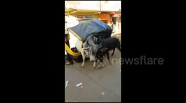 Raging bulls turn rickshaw into a fighting arena