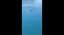 Playful seals chase swimming dog in South Africa