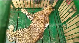 Leopard Injured villagers , rescued by forest officials in Northern India.