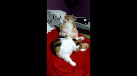 'Zen Cat' is too chilled out to be bothered by anything