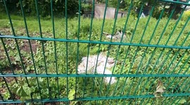 Small pile of plaster board found in allotment field