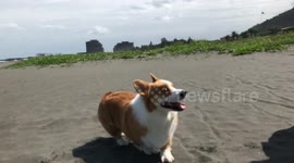Corgi is very excited to step on the beach