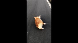 Corgi rolling on the ground in slow motion