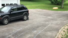 Australian Sheppard playing Frisbee