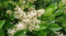 Spring 2019 With Bees on White Flowers of Shrubs
