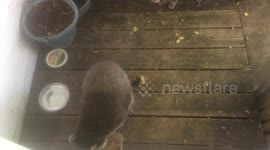 stray cat vs racoon