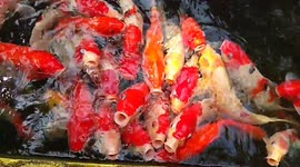 Guppy fish galore! Colourful Koi swarm when they think a person has snacks