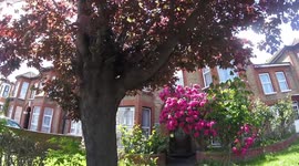 Huge bunch of pink flowers seen in front garden arching over front door