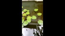 Nature's wonder