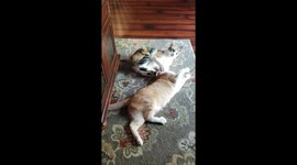 My Cat is a Bully