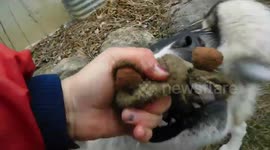 Alaskan Malamute Sojou Training