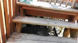 Alaskan Malamute Sojou Loves to Dig