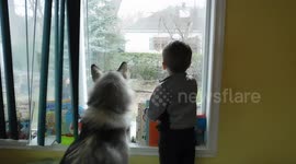 Alaskan Malamute Sojou  Child Care Assistant and Therapy Dog