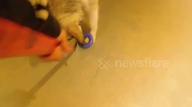 Alaskan Malamute Sojou refs kids hockey game