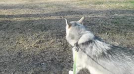 Alaskan Malamute Sojou Recalls Squeaky Ball
