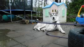 Alaskan Malamute Sojou Bursting Bubbles