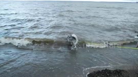 Alaskan Malamute Sojou Bobbing around in the waves