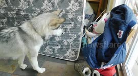 Alaskan Malamute Sojou Making Friends with Cockatiel Phoebe