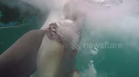 Massive great white bitten by a bigger great white