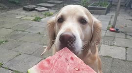 Golden retriever and her watermelon!