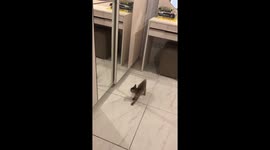 Nine-week-old kitten totally confused by 'other kitten' in the mirror