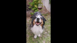 'Your drink, sir?' Dog shows off skills as a waiter by balancing wine glass on head