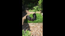 Sausage Dogs Enjoy The Sun!