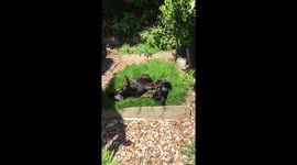 Sausage Dogs Enjoy The Sun 2