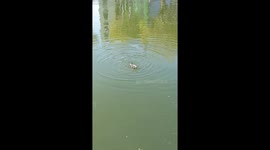 A bird ate a snake alive for dinner