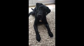 A Labrador patiently waits for a treat on her paw