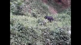 Watch - Baby elephant ran towards forest after being rescued by forest official from lake