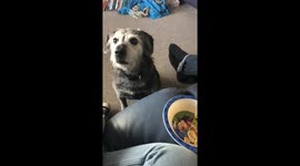 Dog attempts to catch skips