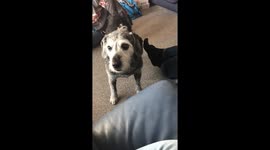 Dog catches crisps