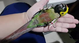 Green Chick Parrot In Yellow Helmet