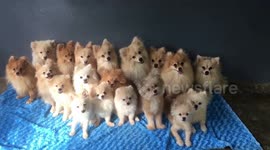 Nineteen Chihuahuas Listen To Music