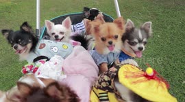 Chihuahuas And Cat Ride In Pram