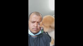 Chihuahua Licks Dog Groomer’s Face
