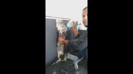 Pet Cat Has Shampoo Massage