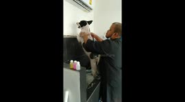 Pampered Pooch Has Back Massage