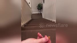 Like furry lightning! Owner summons cat by rustling treats