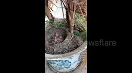 Mother bird lays and hatches eggs in resident's potted plant